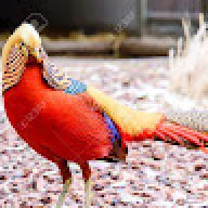 Phasianidae Gold